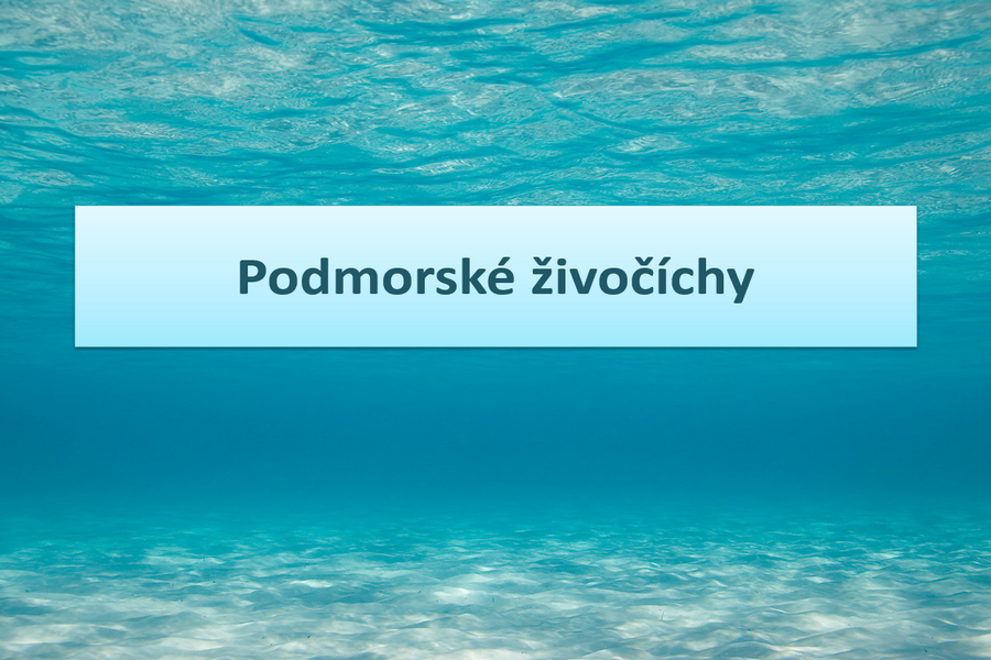 PPT Prezentácia – Podmorské živočíchy